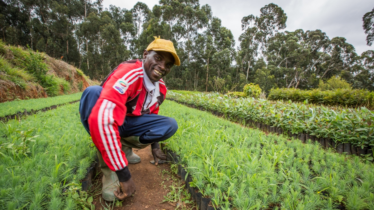 Tanzanian Forestry Sector