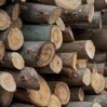 Kenyan Forestry Sector