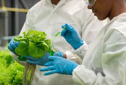 Scientists conducting experiments on a lettuce