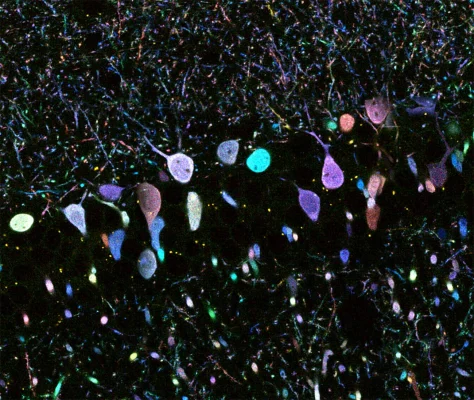 Behaviour circuits in glowing colours