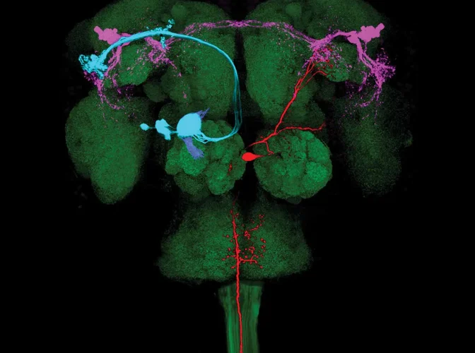 Artwork depicting brain activity