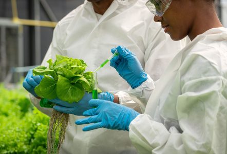 Two scientists carrying an experiment on a lettuce