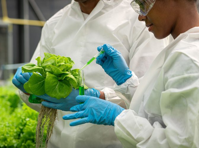 Two scientists carrying an experiment on a lettuce