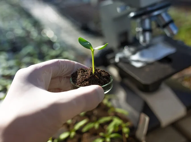 Scientist holding a small sprouting plant in a dish