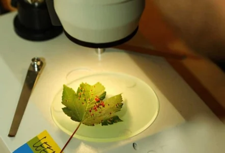 A leaf under a microscope