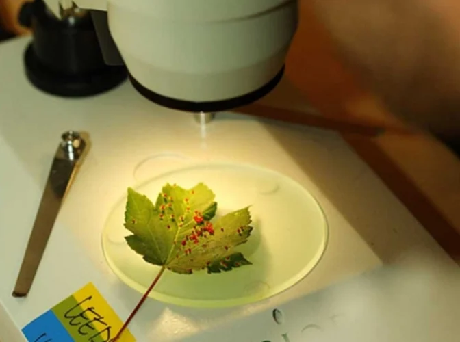 A leaf under a microscope