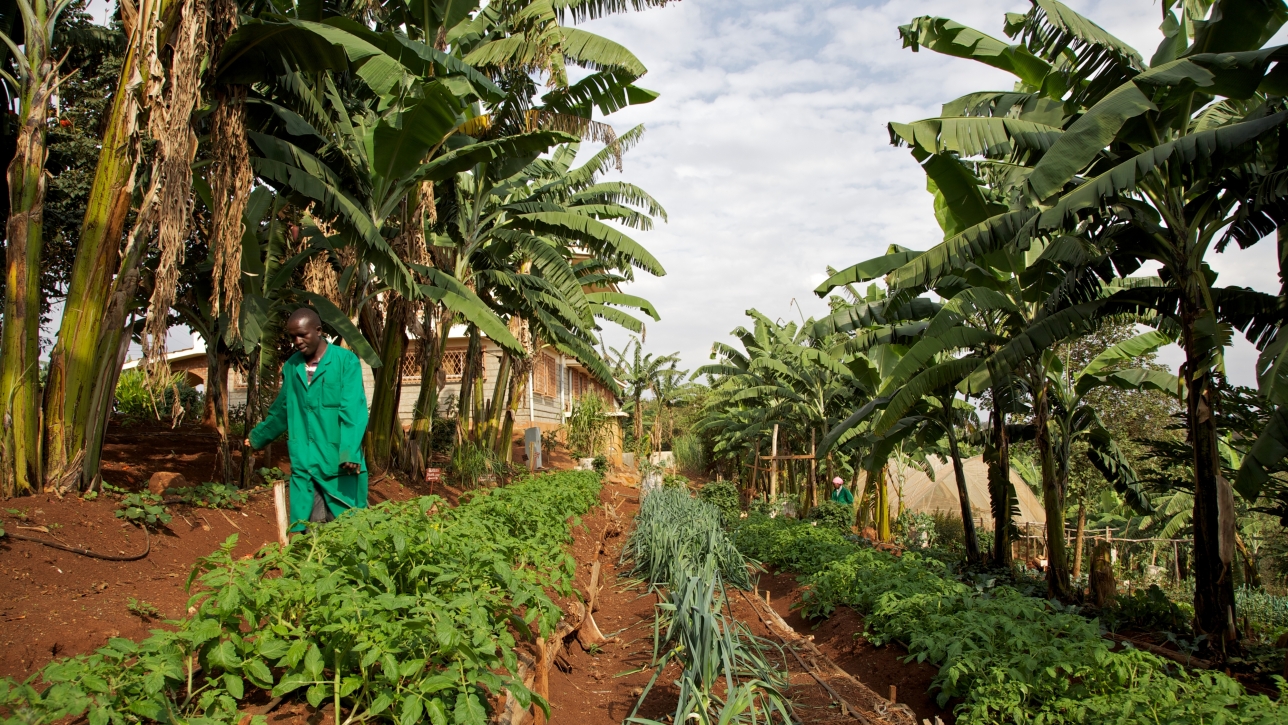 Venture Capital for African Agriculture | Africa | Gatsby