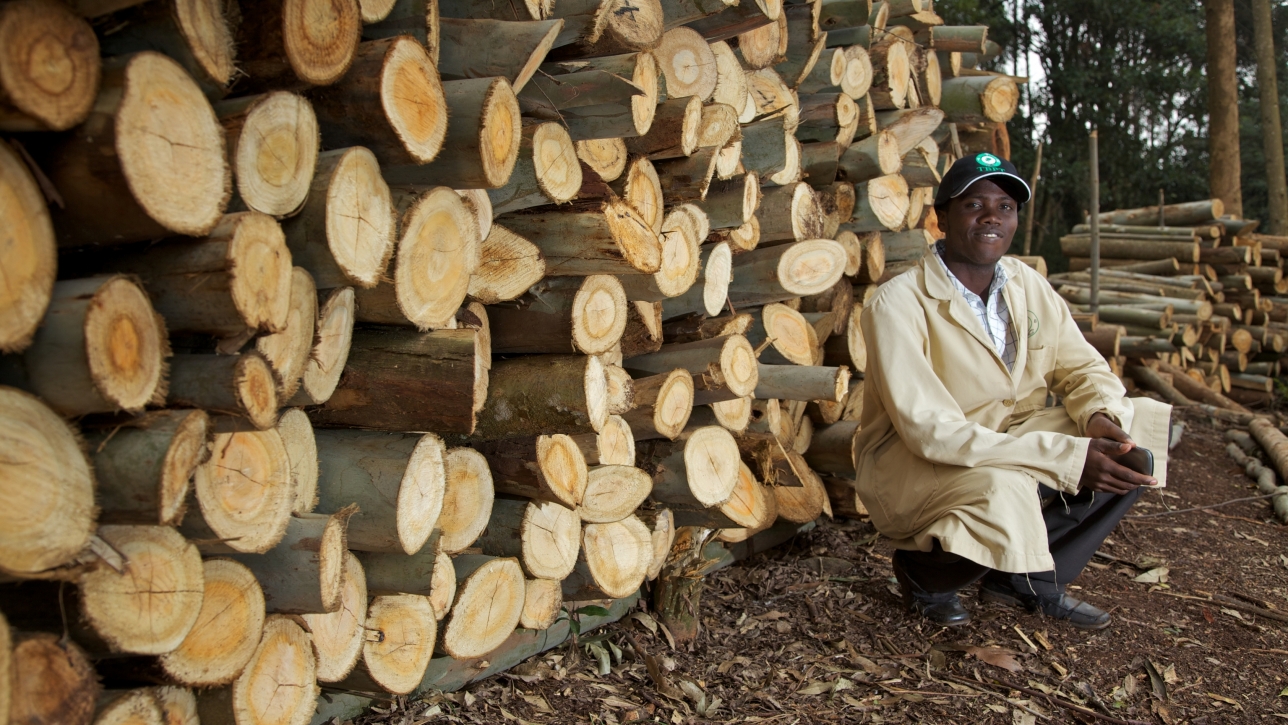 Kenyan Forestry Sector