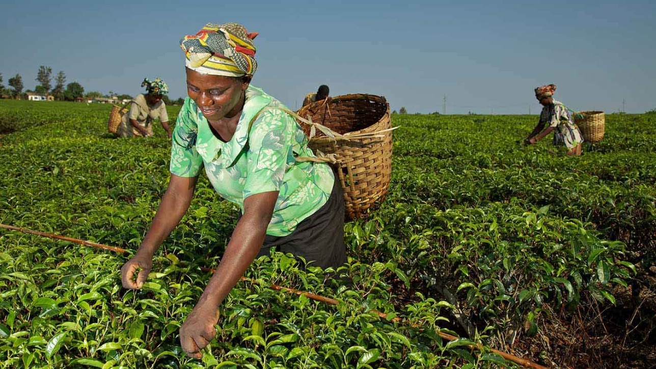 AGRICULTURAL DEVELOPMENT