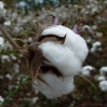 Tanzanian Cotton & Textiles Sector