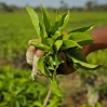 Tanzanian Tea Sector
