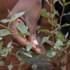 Tanzanian Forestry Sector