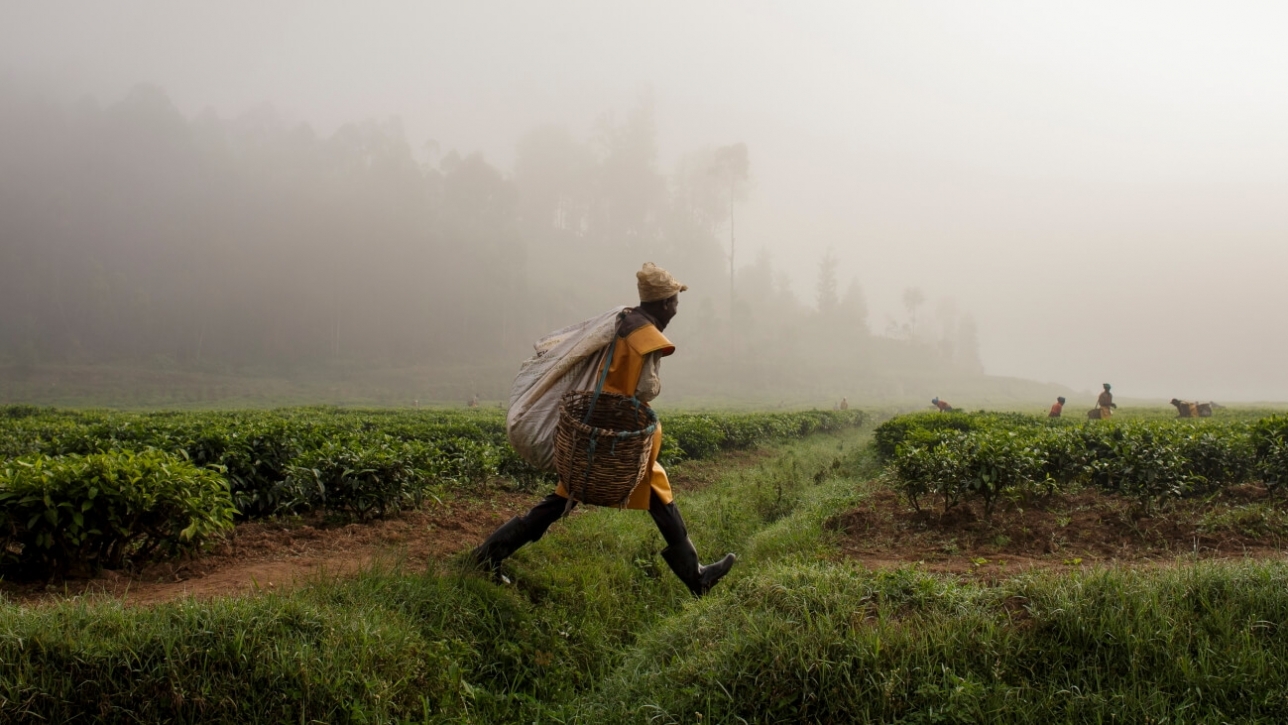 Rwandan Tea Sector