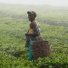 Case Study: Investing in the Rwandan Tea Sector