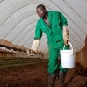 African Agricultural Capital: Impact Study