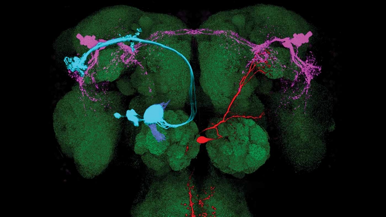 Centre for Theoretical Neuroscience at Columbia University