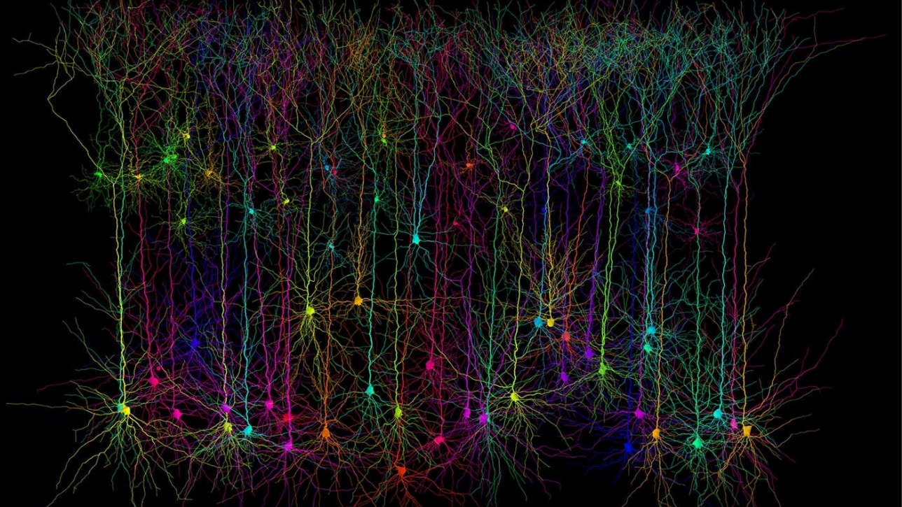 Häusser Laboratory, Neural Computation Group, University College London